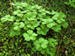 Paris quadrifolia - small image 4