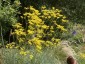 Patrinia scabiosifolia - small image 4