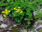 Patrinia triloba - small image 4