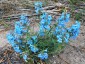Penstemon angustifolius - small image 4