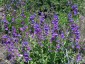 Penstemon spectabilis - small image 4