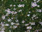 Petrorhagia saxifraga - small image 4