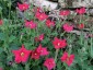 Petunia exserta - small image 4