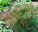 Peucedanum officinale - small image 4