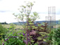Peucedanum verticillare - small image 4