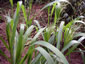Phaenosperma globosa - small image 4
