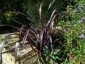 Phormium 'Black Velvet' - small image 4