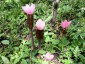 Podophyllum hexandrum - small image 4