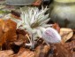 Pulsatilla vulgaris 'Papageno' - small image 4