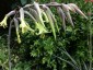 Puya mirabalis - small image 4