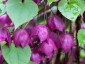 Rhodochiton atrosanguineus AGM - small image 4