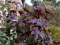 Ricinus communis 'New Zealand Black' - small image 4