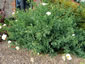 Romneya coulterii - small image 4