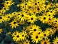 Rudbeckia fulgida 'Goldsturm' AGM - small image 4