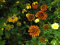 Rudbeckia hirta 'Cherokee Sunset' - small image 4