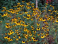 Rudbeckia triloba AGM - small image 4