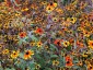 Rudbeckia triloba 'Prairie Glow' - small image 4