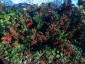 Ruscus aculeatus - small image 4