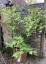 Salvia atrocyanea - small image 4