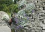 Salvia daghestanica - small image 4