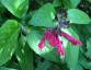 Salvia 'Sebastian' - small image 4