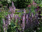 Salvia turkestanica - small image 4