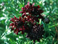 Scabiosa 'Black Knight' - small image 4