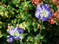 Scabiosa 'Deep Waters' - small image 4