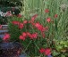 Schizostylis coccinea ex 'Major' - small image 4