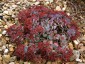 Sedum cauticola 'Coca-Cola' - small image 4