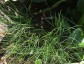 Seseli gracile - small image 4