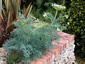 Seseli gummiferum - small image 4