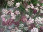 Seseli hippomarathrum - small image 4