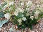 Seseli montanum - small image 4