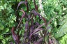 Setaria italica 'Red Jewel' - small image 4