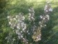 Silene 'Confetti' - small image 4