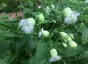 Silene fimbriata - small image 4
