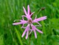 Silene flos-cuculi - small image 4