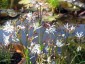 Silene flos-cuculi 'White Robin' - small image 4