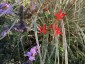 Silene regia - small image 4
