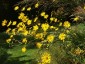 Silphium laciniatum - small image 4