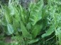 Silphium terebinthaceum - small image 4
