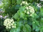 Smyrnium olusatrum - small image 4