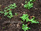Smyrnium perfoliatum - small image 4