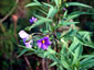 Solanum laciniatum - small image 4