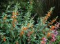 Sphaeralcea incana - small image 4