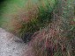 Stipa arundinacea - small image 4