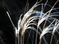 Stipa barbata - small image 4