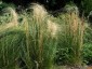 Stipa capillata - small image 4