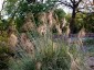 Stipa gigantea - small image 4